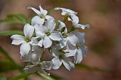 30_cardamine Heptaphylla (dentaria pennata)